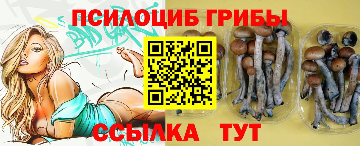 Кудрово  Псилоцибиновые грибы Psilocybe  Вход с VPN 